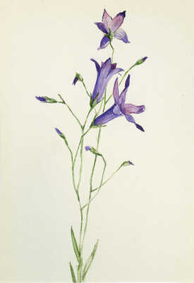 Шипиленко Александр Кузьмич. Лот из шести листов с рисунками цветов: ирис болотный; сивец луговой; клевер ползучий; цикорий; горечавка легочная; колокольчик